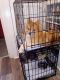 Pomeranian Puppies for sale in Cincinnati, OH, USA. price: NA