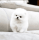 Pomeranian Puppies for sale in Clifton, NJ, USA. price: $500