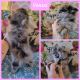 Pomeranian Puppies for sale in Florahome, FL 32140, USA. price: NA
