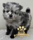 Pomeranian Puppies for sale in Albany, NY, USA. price: $4,000