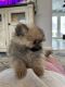 Pomeranian Puppies for sale in Wolcott, CT 06716, USA. price: NA