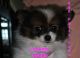 Pomeranian Puppies for sale in Seymour, IN 47274, USA. price: NA