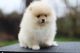 Pomeranian Puppies for sale in Boston, MA, USA. price: $3,800