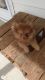 Pomeranian Puppies for sale in 803 Brickyard Ct, Greenville, NC 27858, USA. price: $800