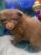 Pomeranian Puppies for sale in Slidell, LA, USA. price: $900