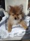 Pomeranian Puppies for sale in Lake Orion, Orion Twp, MI 48362, USA. price: NA