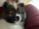 Pomeranian Puppies for sale in Oxon Hill, MD, USA. price: $1,000