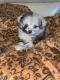 Pomeranian Puppies for sale in Portland, ME, USA. price: NA