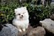Pomeranian Puppies for sale in San Diego, CA, USA. price: $2,650