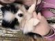 Pomeranian Puppies for sale in Cary, NC 27513, USA. price: $1,500