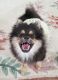 Pomeranian Puppies for sale in Hickory, NC, USA. price: NA