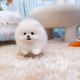 Pomeranian Puppies for sale in St. Petersburg, FL, USA. price: $450