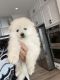 Pomeranian Puppies for sale in Perris, CA, USA. price: $1,300