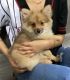Pomeranian Puppies for sale in Indianapolis, IN, USA. price: $3,500