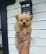 Pomeranian Puppies for sale in Whittier, CA, USA. price: $1,000