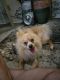 Pomeranian Puppies for sale in Naples, FL, USA. price: NA