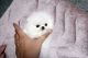 Pomeranian Puppies for sale in Pico Rivera, CA, USA. price: $6