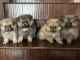 Pomeranian Puppies for sale in San Bernardino, CA 92408, USA. price: $1,200