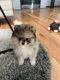 Pomeranian Puppies for sale in Monument, CO, USA. price: $1,500