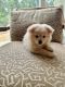 Pomeranian Puppies for sale in Bell Canyon, CA 91307, USA. price: $800