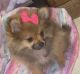 Pomeranian Puppies for sale in Euclid Ave, San Diego, CA, USA. price: NA