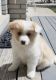 Pomeranian Puppies for sale in Rochester Hills, MI, USA. price: $800