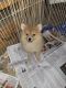 Pomeranian Puppies for sale in Morgantown, IN 46160, USA. price: $400
