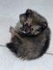 Pomeranian Puppies for sale in Hialeah, FL, USA. price: NA
