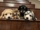Pomeranian Puppies for sale in San Bernardino, CA 92408, USA. price: $300