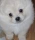 Pomeranian Puppies for sale in Silver City, NV 89428, USA. price: NA