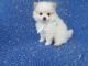 Pomeranian Puppies for sale in Hacienda Heights, CA, USA. price: $899