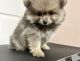 Pomeranian Puppies for sale in San Bernardino, CA 92408, USA. price: $1,100