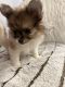 Pomeranian Puppies for sale in Seattle, WA, USA. price: $2,000