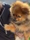 Pomeranian Puppies for sale in Hammond, IN, USA. price: $550