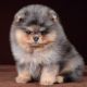 Pomeranian Puppies for sale in 6016 Skyline Dr, Garden City, KS 67846, USA. price: NA