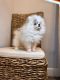 Pomeranian Puppies for sale in Eastvale, CA, USA. price: $3,800