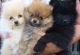 Pomeranian Puppies for sale in Orlando, FL, USA. price: $700