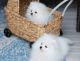 Pomeranian Puppies for sale in Miami, FL, USA. price: $900