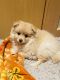 Pomeranian Puppies for sale in Lincolnwood, IL 60712, USA. price: NA