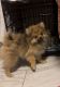 Pomeranian Puppies for sale in Euclid Ave, San Diego, CA, USA. price: $1,200