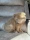 Pomeranian Puppies for sale in Stevens Point, WI, USA. price: NA