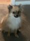 Pomeranian Puppies for sale in Gilbert, AZ, USA. price: $700