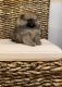 Pomeranian Puppies for sale in Eastvale, CA, USA. price: $3,500