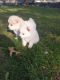 Pomeranian Puppies for sale in Spokane Valley, WA, USA. price: $1,000
