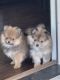 Pomeranian Puppies for sale in Fort Worth, TX, USA. price: NA