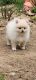 Pomeranian Puppies for sale in Waupaca, WI 54981, USA. price: $1,800