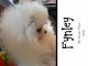 Pomeranian Puppies for sale in Texas Ave, San Marcos, TX 78666, USA. price: $4,800