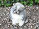 Pomeranian Puppies for sale in Des Plaines, IL, USA. price: $1,900