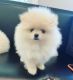 Pomeranian Puppies for sale in St Cloud, FL, USA. price: NA