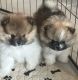 Pomeranian Puppies for sale in Willis, TX, USA. price: $1,500